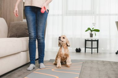 Sıradan kotlu kadın, yüzü yok, cocker spaniel ve evdeki plastik pembe oyuncaklarla oynuyor, evcil hayvan eğitimi alıyor.