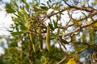 Tabebuia gümüş trompet ağacı, sarı çiçekli. Tayland 'daki Poda Tavuk Adası' nda tropik bitki.