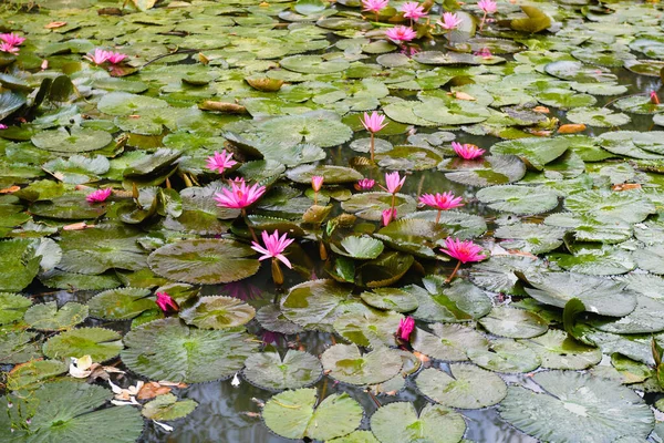 Povrch Vody Růžové Lilie Nenuphar Lotos Květy Zelené Listy Kryt — Stock fotografie