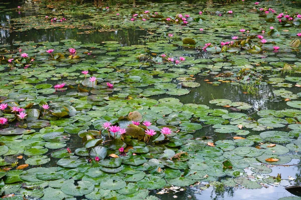 Superfície Água Com Lírio Rosa Nenuphar Flores Lótus Folhas Verdes — Fotografia de Stock