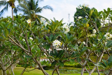 Beyaz ve sarı çiçekler ağaçta çiçek açar plumeria frangepani dalları, çiçekli arka plan, Asya Tayland bitkileri