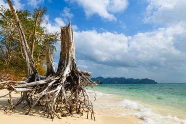 Tayland 'ın Krabi ilindeki Ko Poda adası manzarası. Eski kuru ağaç gövdesi çıkıntısı ve beyaz kum kökleri, tropikal doğa arka planı.