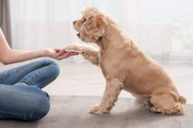 Cocker spaniel. Pençeli akıllı telefona basın.