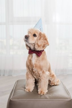 Parti köpeği spanyel şapkalı kırmızı papyonlu puf puf puf puf koltuğa oturur, gururlu bir şekilde poz verir ve dilini dışarı çıkarır, doğum günü köpeği.