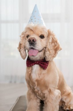 Parti köpeği spanyel şapkalı kırmızı papyonlu puf puf puf puf koltuğa oturur, gururlu bir şekilde poz verir ve dilini dışarı çıkarır, doğum günü köpeği.