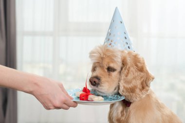 Sevimli cocker spaniel evcil hayvan pouf ottaman üzerine uzanır ve lezzetli kemik kırmızı kurdele ile kaplı, evde parti koni şapka, köpek şu an için dil dışarı çıkarma