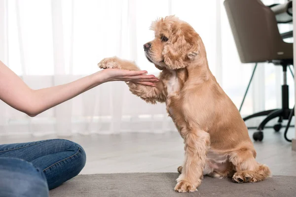 Kadın sahibi evde cocker spaniel eğitiyor, patiyle destekliyor, sevimli sadık evcil hayvanla arkadaşlık ediyor, halıya köpek oturuyor, ailecek vakit geçiriyor.
