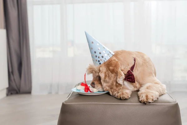 Adorable cocker spaniel pet lie on pouf ottaman with plate and delicious bone covered by red ribbon, in party cone hat at home, dog sticking out tongue for present