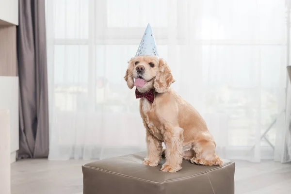 Portrét Šťastně Oblečeného Psa Narozeninám — Stock fotografie