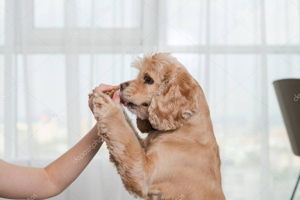Faithful dog lick owner hands for cookie