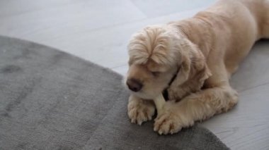 Cocker spaniel beyaz kemiği kemirip ısırır.