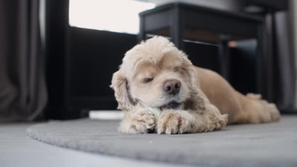 Lindo cocker spaniel perro masticar hueso juguete — Vídeos de Stock