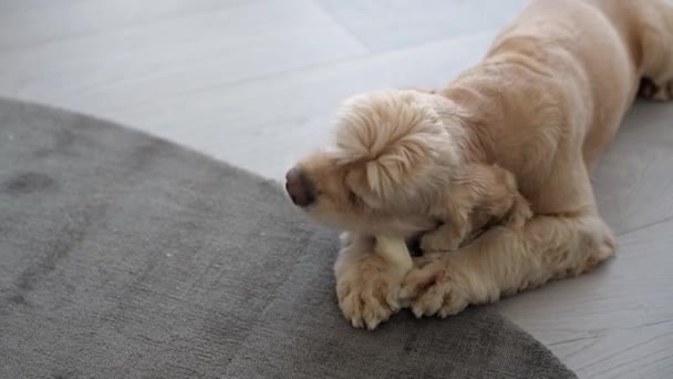 Söt hund bita, lukta vit ben leksak — Stockvideo