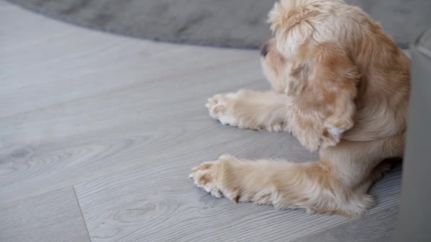 Lindo perro buscando lejos y laico sueño — Vídeos de Stock