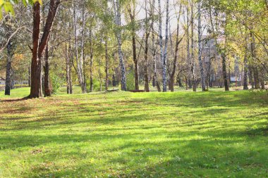 Glade ile park yeşil çim ağaç yaz güneşli gün ile
