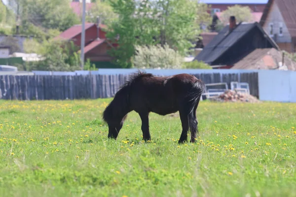 Fekete szép csikó eszik friss fű területen, falu közelében — Stock Fotó