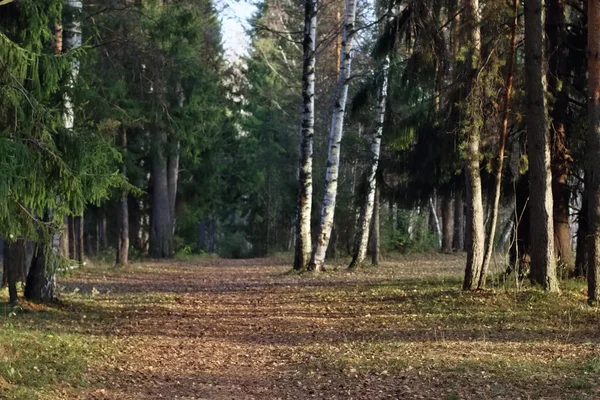 Bella foresta autunnale con fogliame secco, betulle e abete rosso — Foto Stock