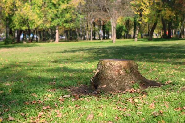 Ceppo, erba verde, foglie secche e alberi nel soleggiato parco autunnale — Foto Stock