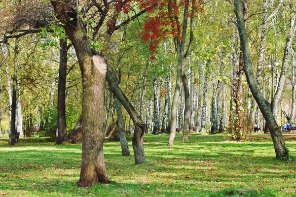 Trees in park among green grass and fallen leaves at sunny autum — Stock Photo, Image