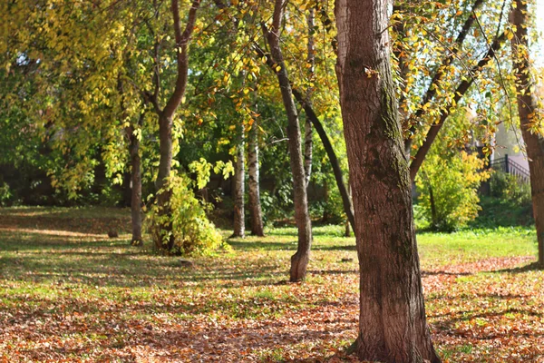 Bagagliaio di albero in parco tra foglie gialle, erba verde e betulla — Foto Stock