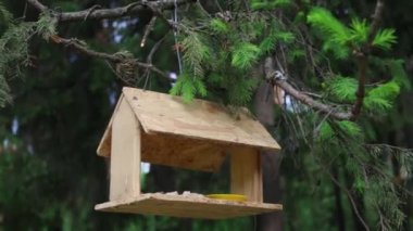 Ağaç dalları yaz ormandaki kuş evi asmak