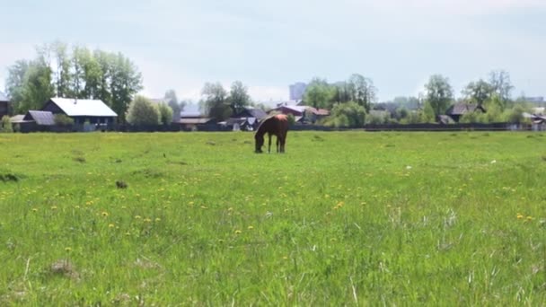 Brown hermoso caballo come hierba verde fresca en el campo cerca de la aldea en el día soleado — Vídeos de Stock