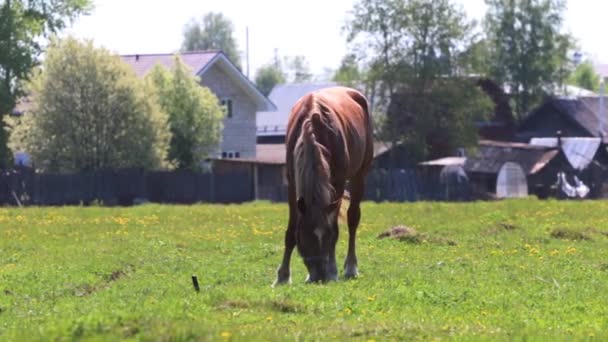 Mooi bruin paard eet vers gras in veld nabij dorp op zonnige dag — Stockvideo