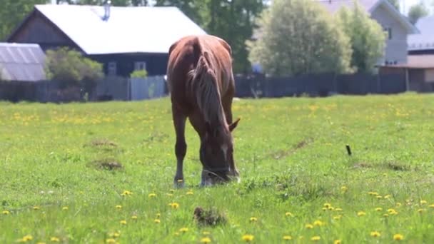 Brun häst äter färskt grönt gräs i fält nära byn på solig dag — Stockvideo