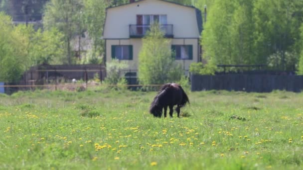 Zwarte mooi veulen eet vers gras in veld nabij dorp op zonnige dag — Stockvideo