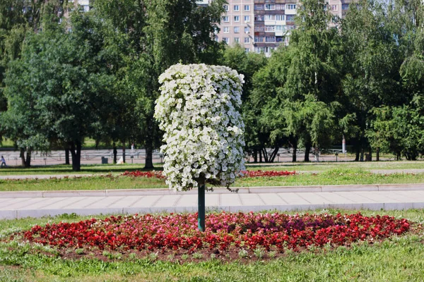 Hermoso parterre con flores en forma de árbol en verano soleado Imagen de archivo