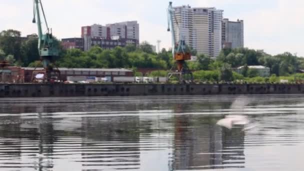 Bílá racků létat nad vodou řeky nedaleko přístaviště, pohled od plachetnice — Stock video