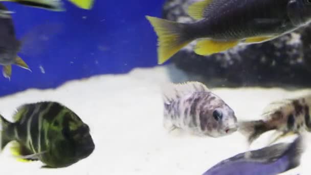 Tropical fishes in transparent water of aquarium with bubbles — Stock Video