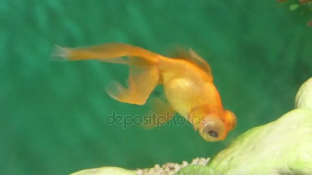 Telescópio de peixe aquário laranja come alimentos entre pedras subaquáticas — Vídeo de Stock