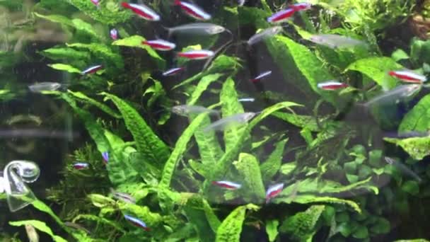 Transparante vissen onder de algen in water van aquarium — Stockvideo