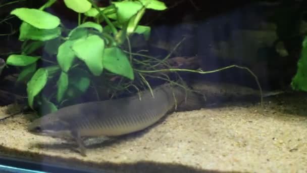 Polipterus vis onder groen in transparant water van aquarium — Stockvideo