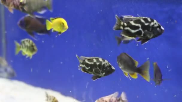 Aquarium tropische vissen voeden in zuiver transparant water — Stockvideo