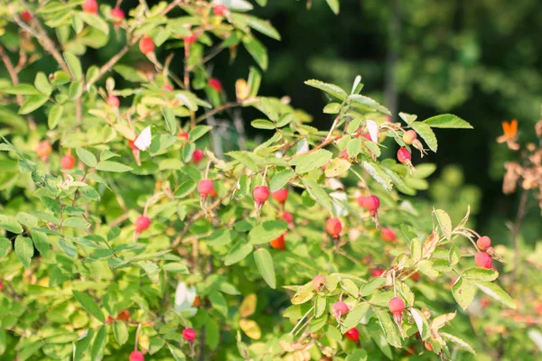 Red rosehip berries on branches among leaves at bright sunny day — Stock Photo, Image