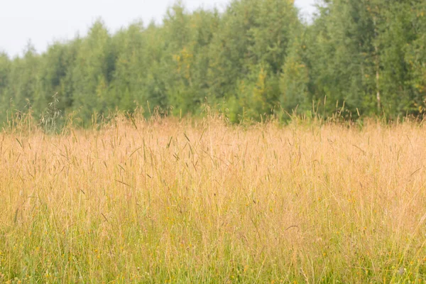 Äng med torrt gult gräs på vinden på sommaren nära gröna träd Stockbild