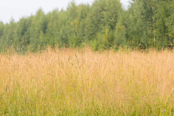 Prato con erba gialla secca sul vento in estate vicino a alberi verdi Fotografia Stock