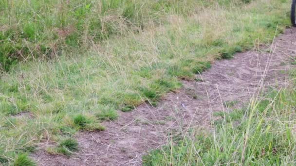 Mujer se detiene a montar en bicicleta en el camino verde en verano, las piernas en el marco — Vídeos de Stock