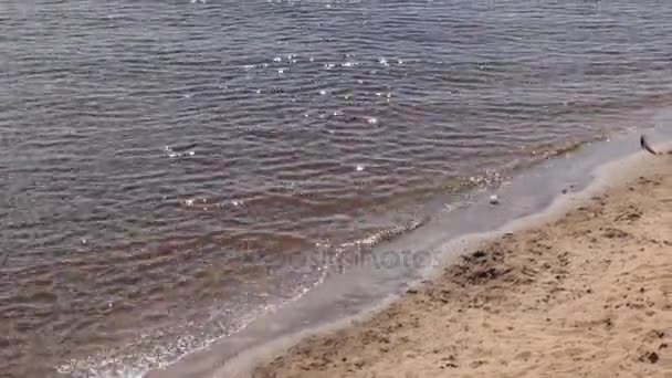 Eau de rivière avec des reflets et du sable jaune le jour d'été — Video