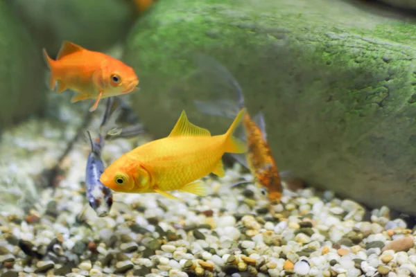 Quattro piccoli pesci, due dei quali di colore giallo brillante — Foto Stock