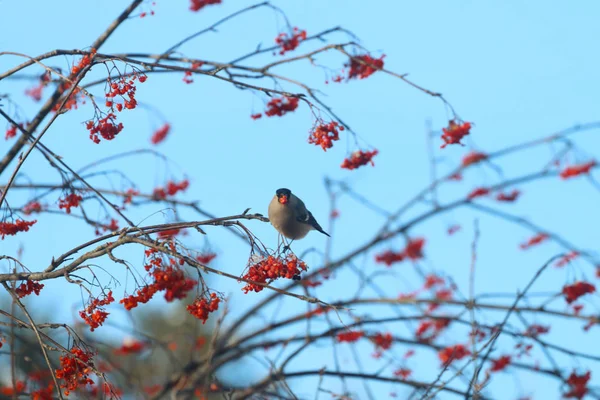 Bird sits on tree branch and eats rowanberry in winter sunny day — Stock Photo, Image