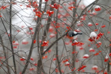 Kırmızı şakrak kuşu ağaç dalı üzerinde oturur ve rowanberry kışın yiyor 