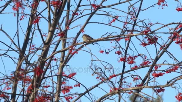 Small sparrow sits on tree branch and eats rowanberry in winter sunny day — Stock Video