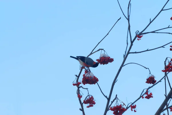 Red bullfinch sits on tree branch and eats — Stock Photo, Image