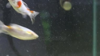 Küçük balıklar akvaryum şeffaf su kabarcıkları ile besleme
