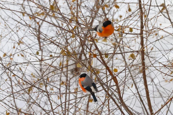Två domherrar sitta på trädgren med torr bladverk på vintern — Stockfoto