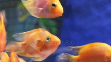 Tropikal kırmızı kan papağan balıkları akvaryum şeffaf su