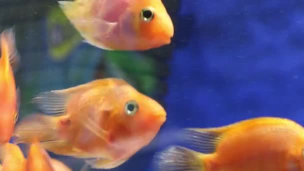 Tropische rood bloed papegaai vissen in transparant water van aquarium — Stockvideo